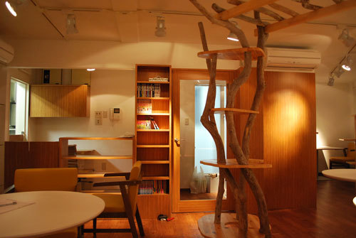 Cat Room こるね - SUNSHOW -