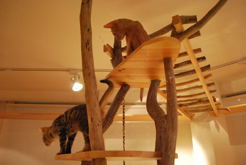 Cat Room こるね - SUNSHOW -