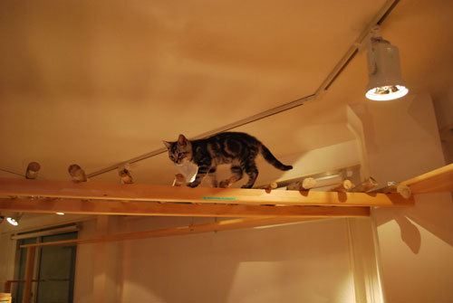 Cat Room こるね - SUNSHOW -