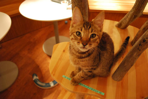 Cat Room こるね - SUNSHOW -