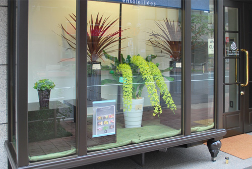 les fleurs ensoleillees - SUNSHOW -