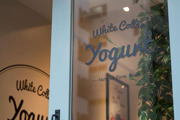 White Collor Yogurt 様
