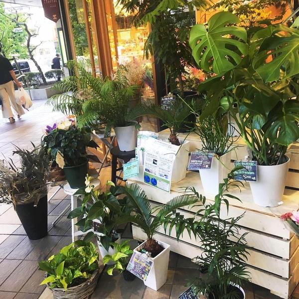 fleur message アイテラス店