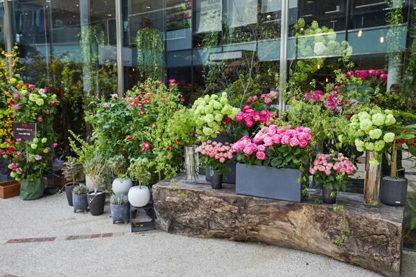 Aoyama Flower Market 南青山本店