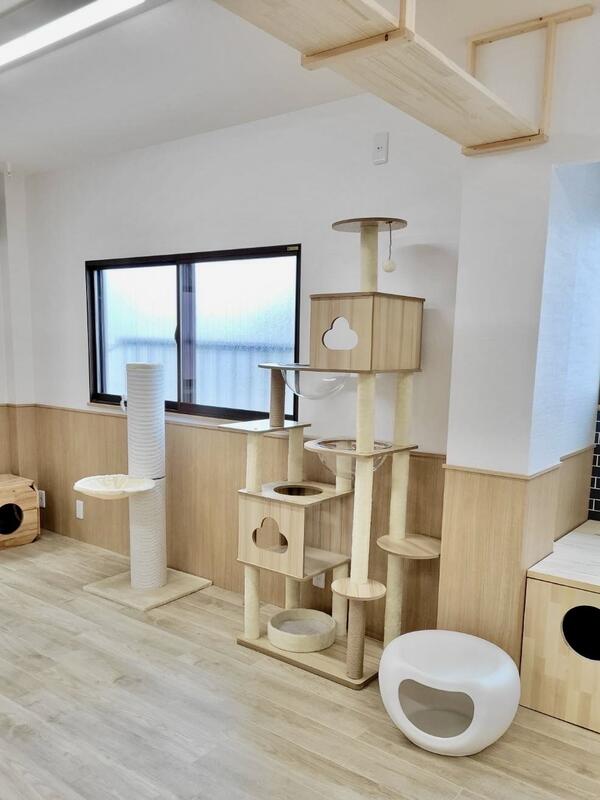 東淀川猫カフェ