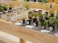 Hitohachi インテリア植物屋 横浜駅 店舗デザイン Com